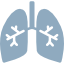 lungs-with-bronchi-